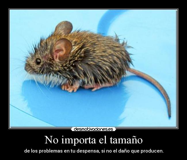 No importa el tamaño - de los problemas en tu despensa, si no el daño que producen.