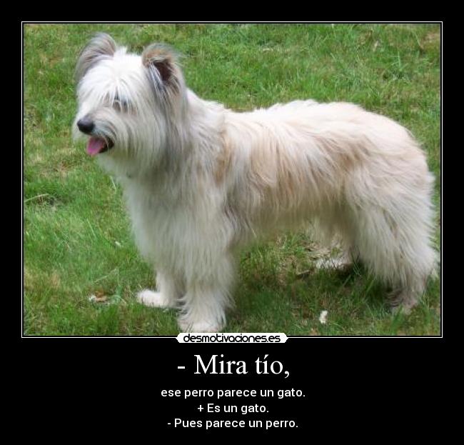 - Mira tío, - ese perro parece un gato.
+ Es un gato.
- Pues parece un perro.