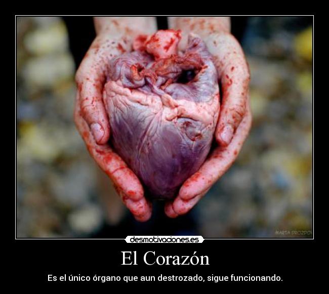 El Corazón - Es el único órgano que aun destrozado, sigue funcionando.