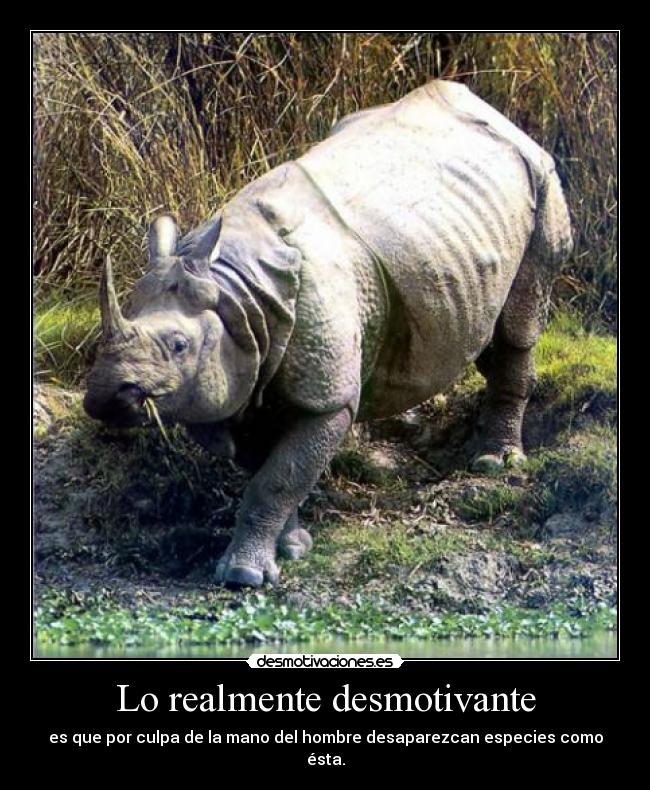 carteles rinoceronte java desmotivaciones