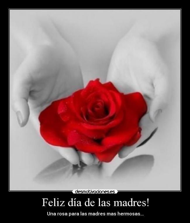 Feliz día de las madres! - Una rosa para las madres mas hermosas...