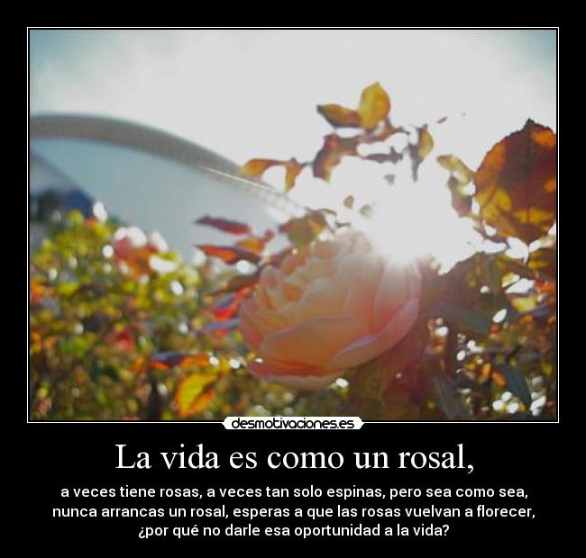 carteles vida anaabelen desmotivaciones