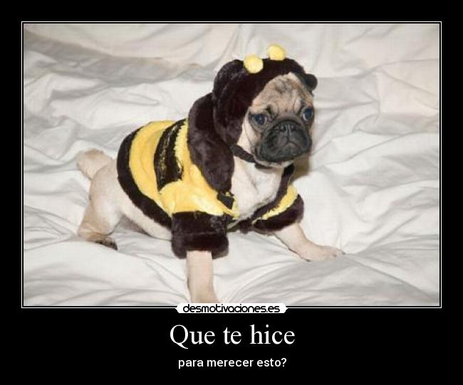 Que te hice - para merecer esto?