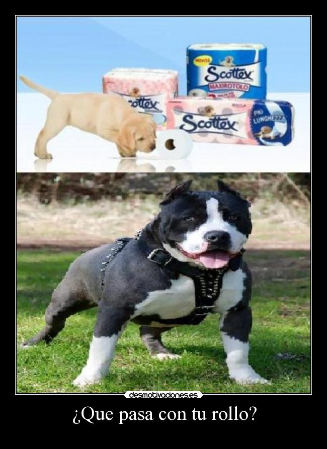 ¿Que pasa con tu rollo? - 