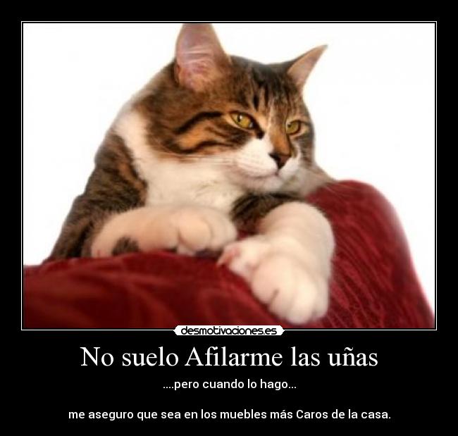 No suelo Afilarme las uñas - ....pero cuando lo hago...
me aseguro que sea en los muebles más Caros de la casa.