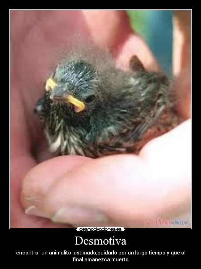 Desmotiva - encontrar un animalito lastimado,cuidarlo por un largo tiempo y que al
final amanezca muerto