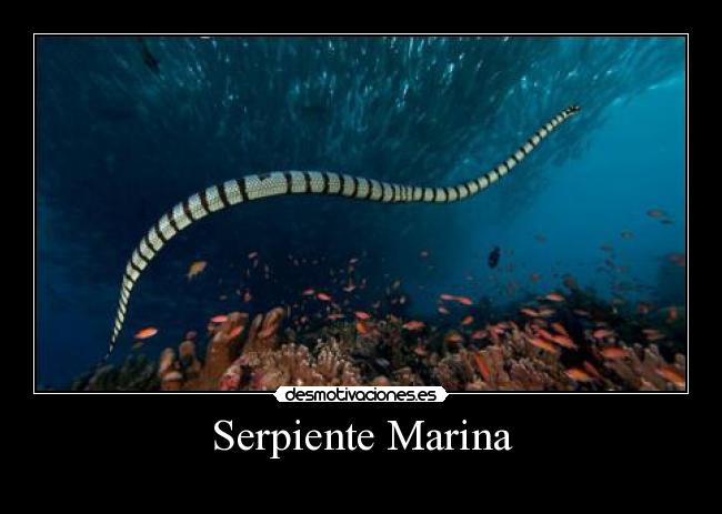 Serpiente Marina - 