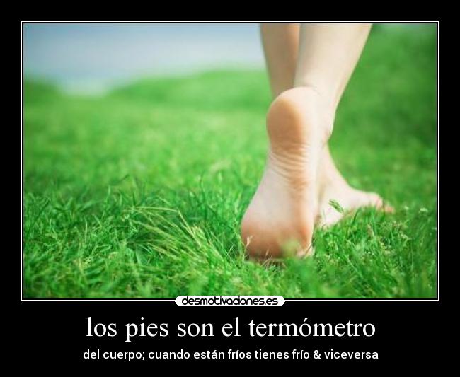 los pies son el termómetro - del cuerpo; cuando están fríos tienes frío & viceversa