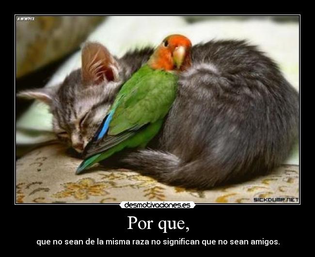 carteles ese gatosy ese pajaro son mios falsa desmotivaciones