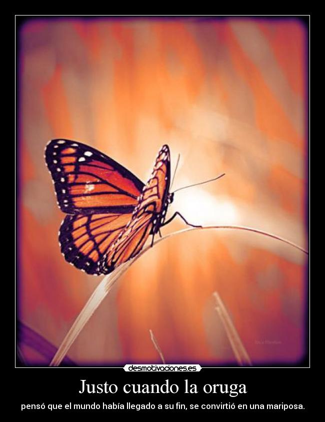 Justo cuando la oruga - pensó que el mundo había llegado a su fin, se convirtió en una mariposa.