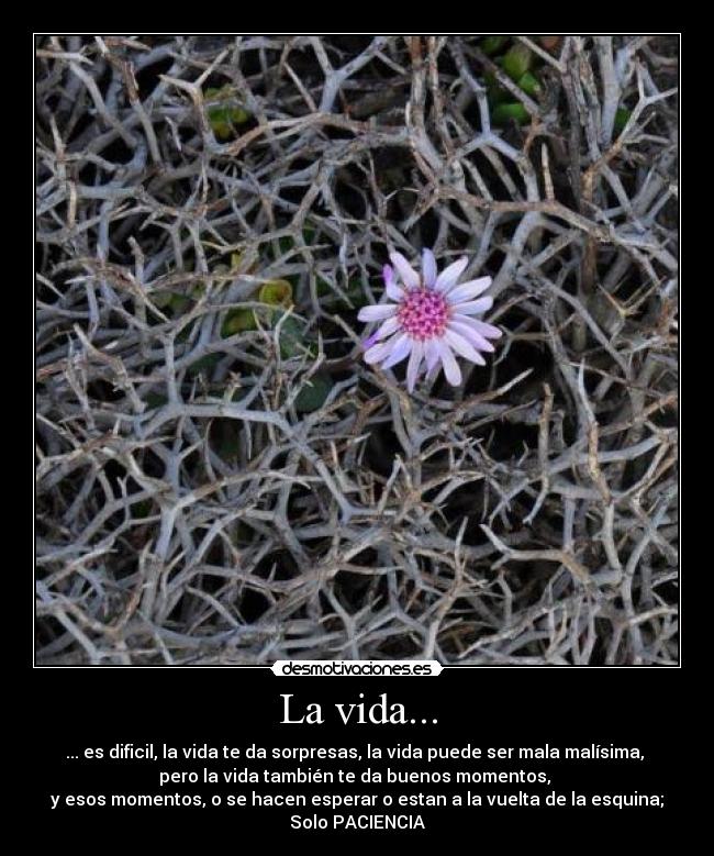 La vida... - ... es dificil, la vida te da sorpresas, la vida puede ser mala malísima,
pero la vida también te da buenos momentos,
y esos momentos, o se hacen esperar o estan a la vuelta de la esquina;
Solo PACIENCIA