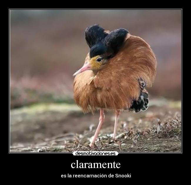 claramente - es la reencarnación de Snooki