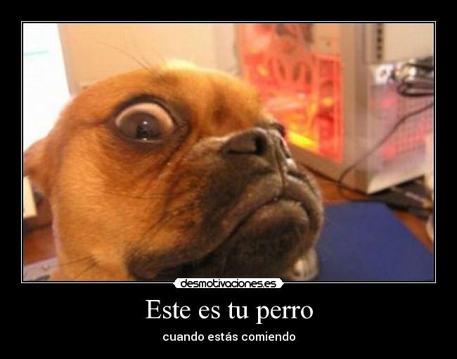 Este es tu perro - cuando estás comiendo