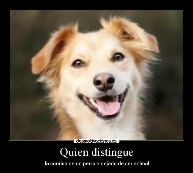Quien distingue - la sonrisa de un perro a dejado de ser animal