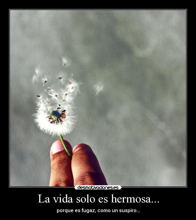 La vida solo es hermosa... - 