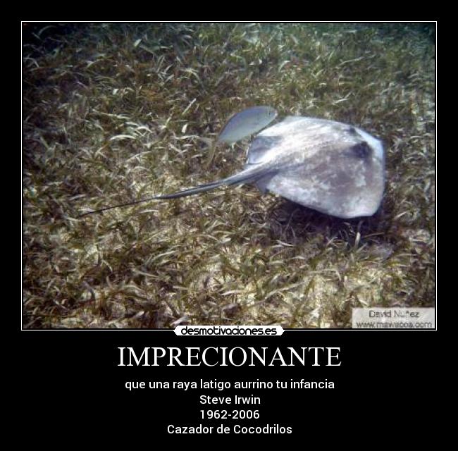 VIDEO DE COCODRILOS video de cocodrilos: