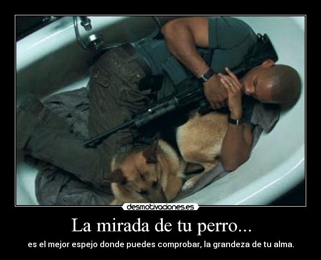 carteles soy leyenda sam perro amigo fiel desmotivaciones