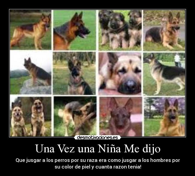 Una Vez una Niña Me dijo - Que jusgar a los perros por su raza era como jusgar a los hombres por
su color de piel y cuanta razon tenia!