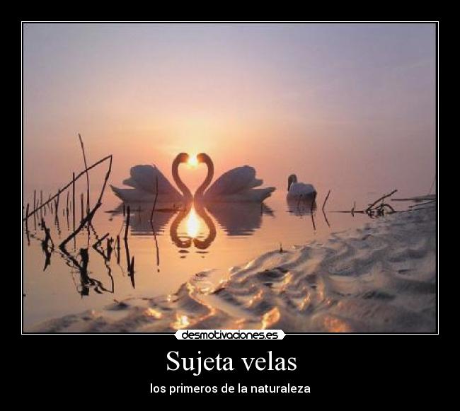 Sujeta velas - los primeros de la naturaleza