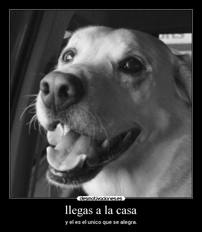 carteles casa tierno aja desmotivaciones