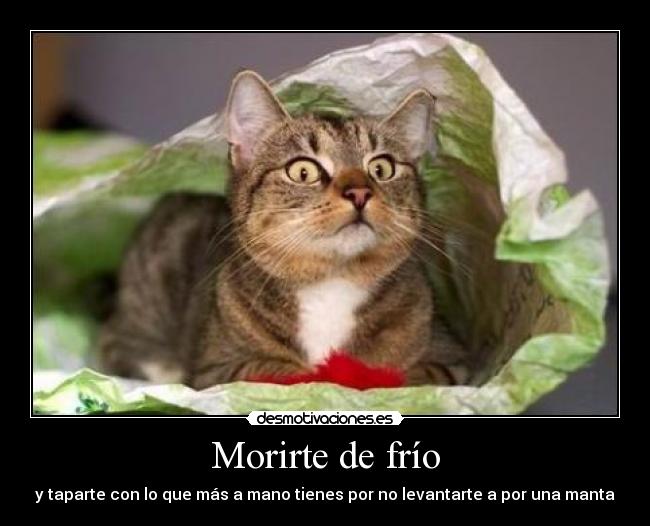 carteles eften gatitosdeefe desmotivaciones