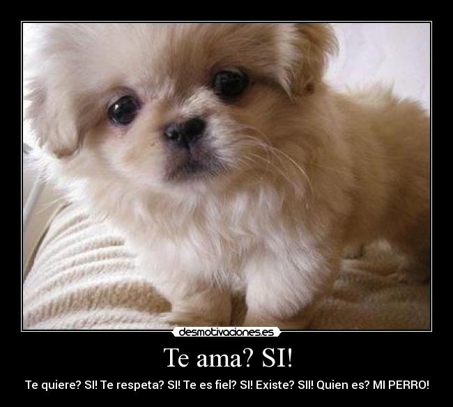 Te ama? SI! -