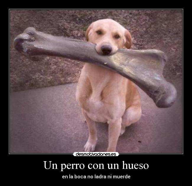 Un perro con un hueso - 