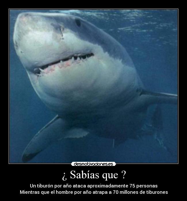 ¿ Sabías que ? - Un tiburón por año ataca aproximadamente 75 personas
Mientras que el hombre por año atrapa a 70 millones de tiburones