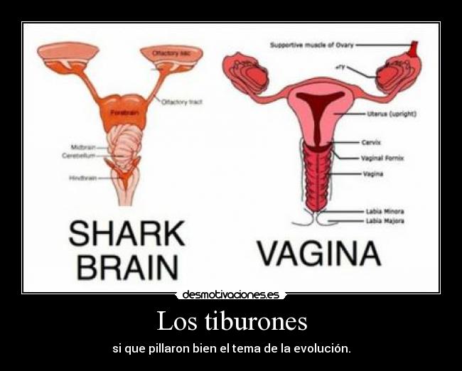 Los tiburones - 