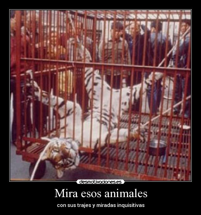 Mira esos animales - 