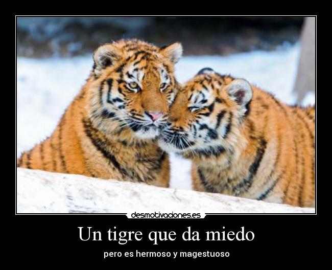 Un tigre que da miedo - pero es hermoso y magestuoso