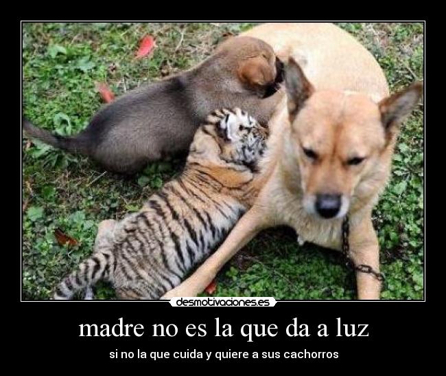 madre no es la que da a luz -