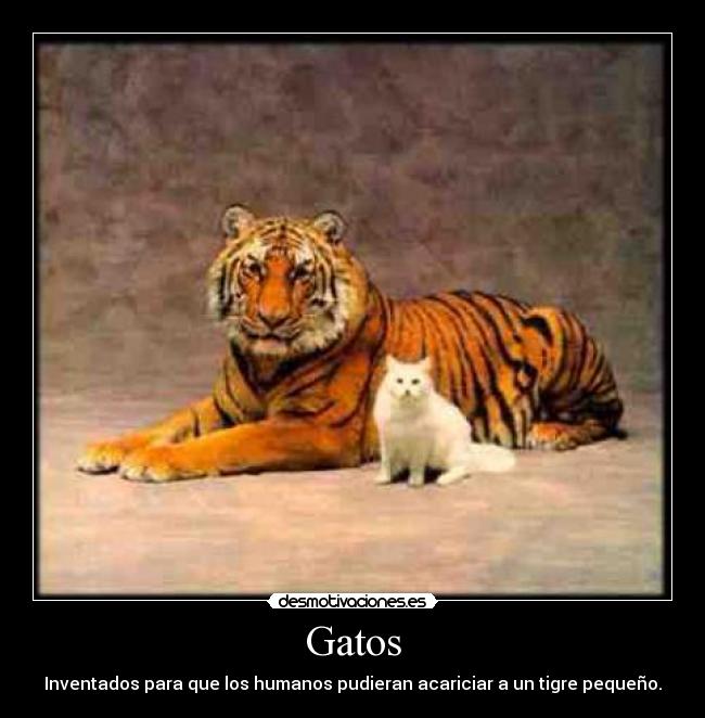 Gatos - Inventados para que los humanos pudieran acariciar a un tigre pequeño.