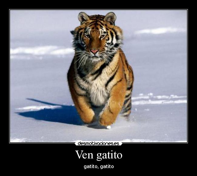 Ven gatito - gatito, gatito