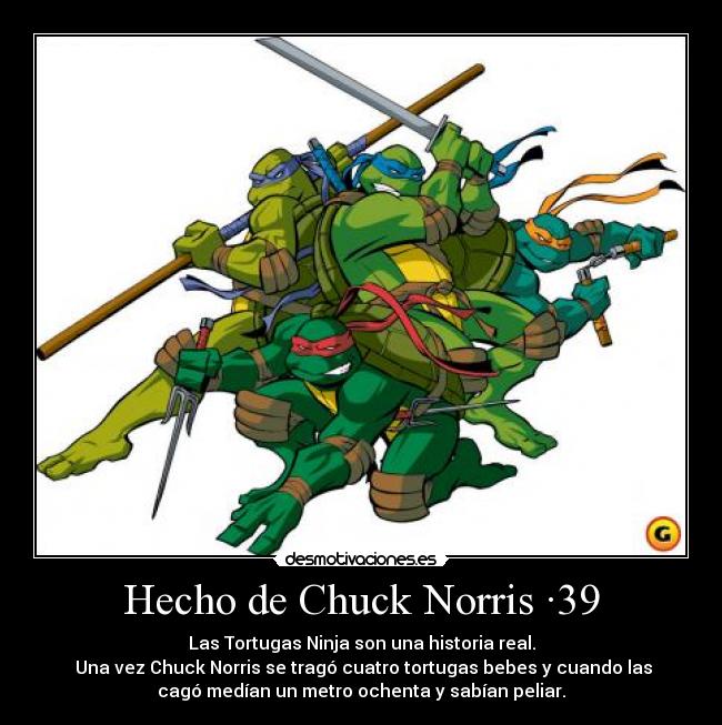 Hecho de Chuck Norris ·39 - Las Tortugas Ninja son una historia real.
Una vez Chuck Norris se tragó cuatro tortugas bebes y cuando las
cagó medían un metro ochenta y sabían peliar.
