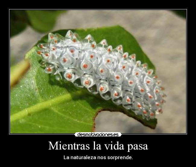 carteles vida oruga joya imagen oruga real darkristal intruders crazyclub desmotivaciones