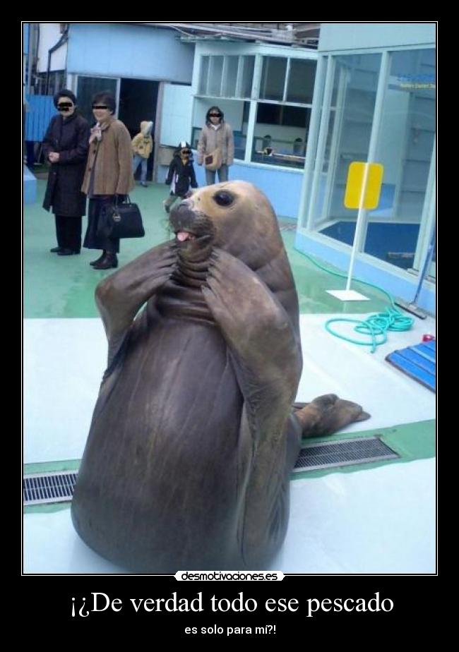 carteles eften animales orca pescado sexo hoygan saven desmotivaciones