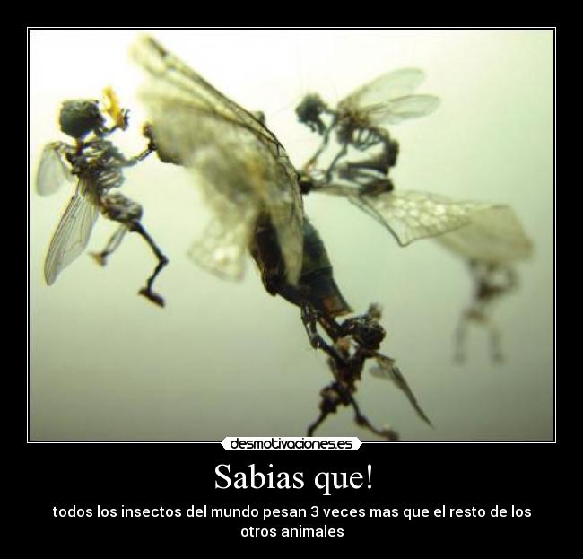Sabias que! - 
