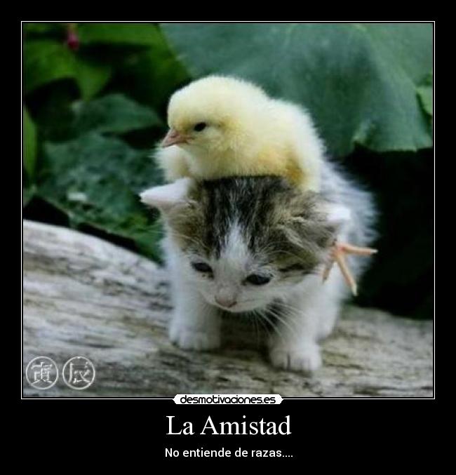 La Amistad - No entiende de razas....
