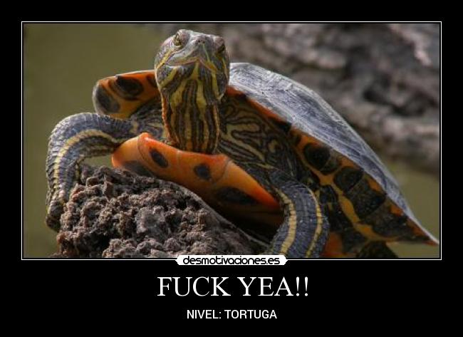 FUCK YEA!! - NIVEL: TORTUGA