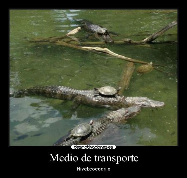 Medio de transporte - 