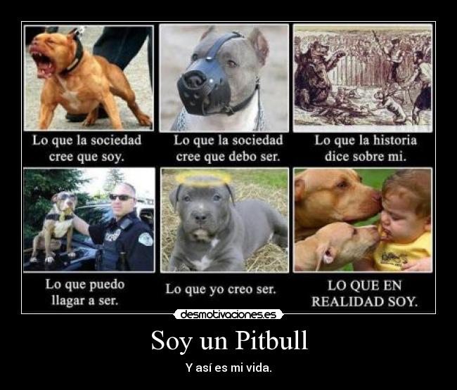 Soy un Pitbull - 
