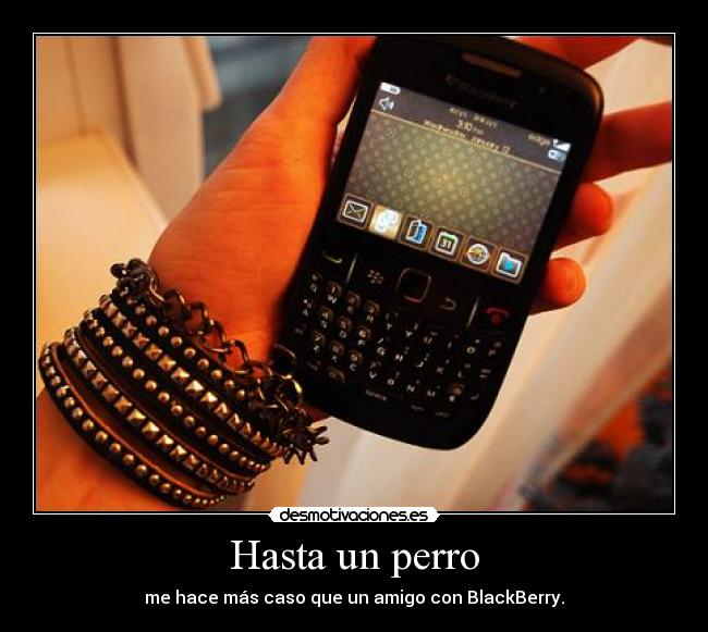 Hasta un perro - me hace más caso que un amigo con BlackBerry.
