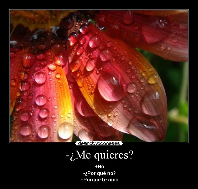 -¿Me quieres? - +No
-¿Por qué no?
+Porque te amo