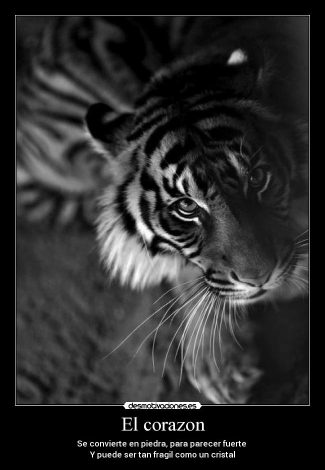 El corazon - Se convierte en piedra, para parecer fuerte
Y puede ser tan fragil como un cristal