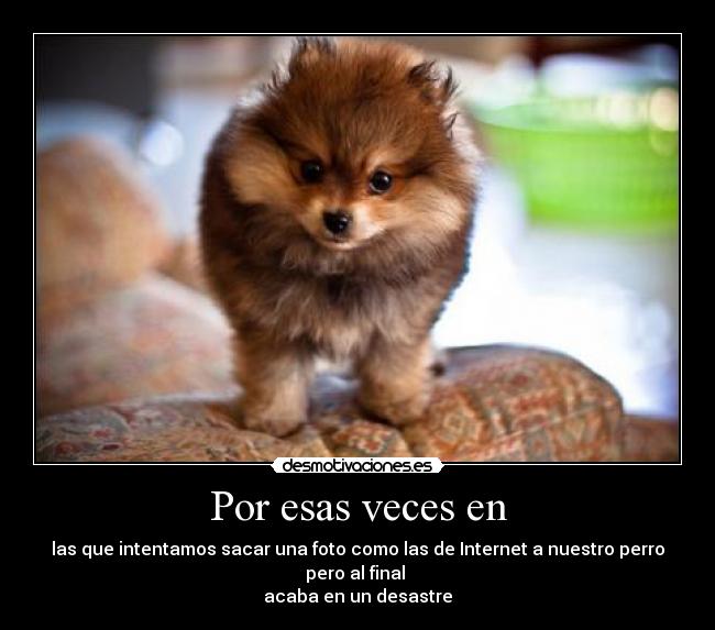 Por esas veces en - las que intentamos sacar una foto como las de Internet a nuestro perro pero al final
acaba en un desastre