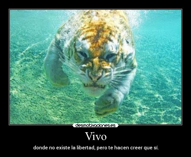 Vivo - donde no existe la libertad, pero te hacen creer que sí.