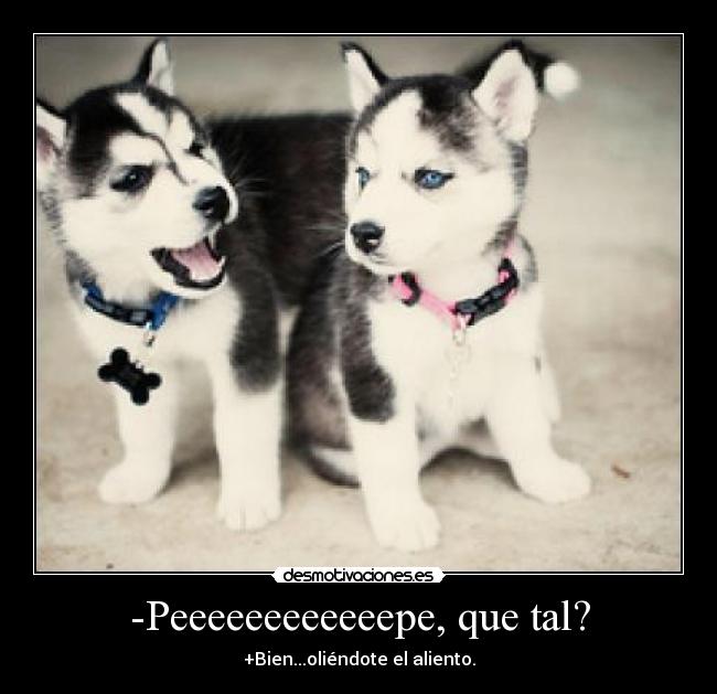 -Peeeeeeeeeeeepe, que tal? - +Bien...oliéndote el aliento.