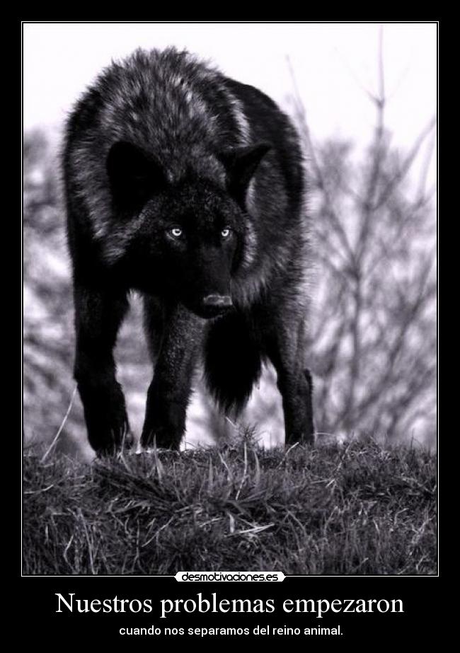 Nuestros problemas empezaron - cuando nos separamos del reino animal.