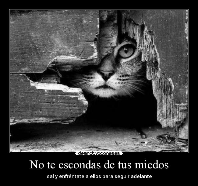 carteles escondas desmotivaciones